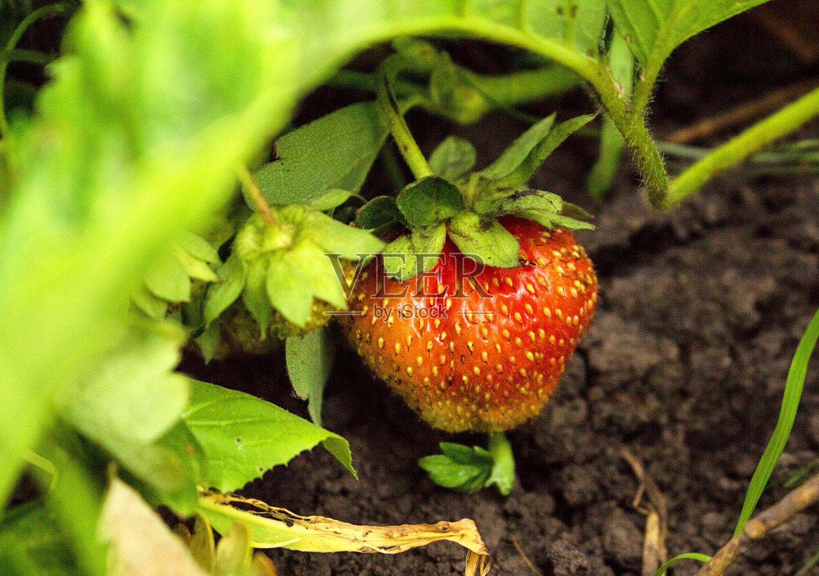 一个多汁的，红色美味的草莓生长在灌木上。照片摄影图片