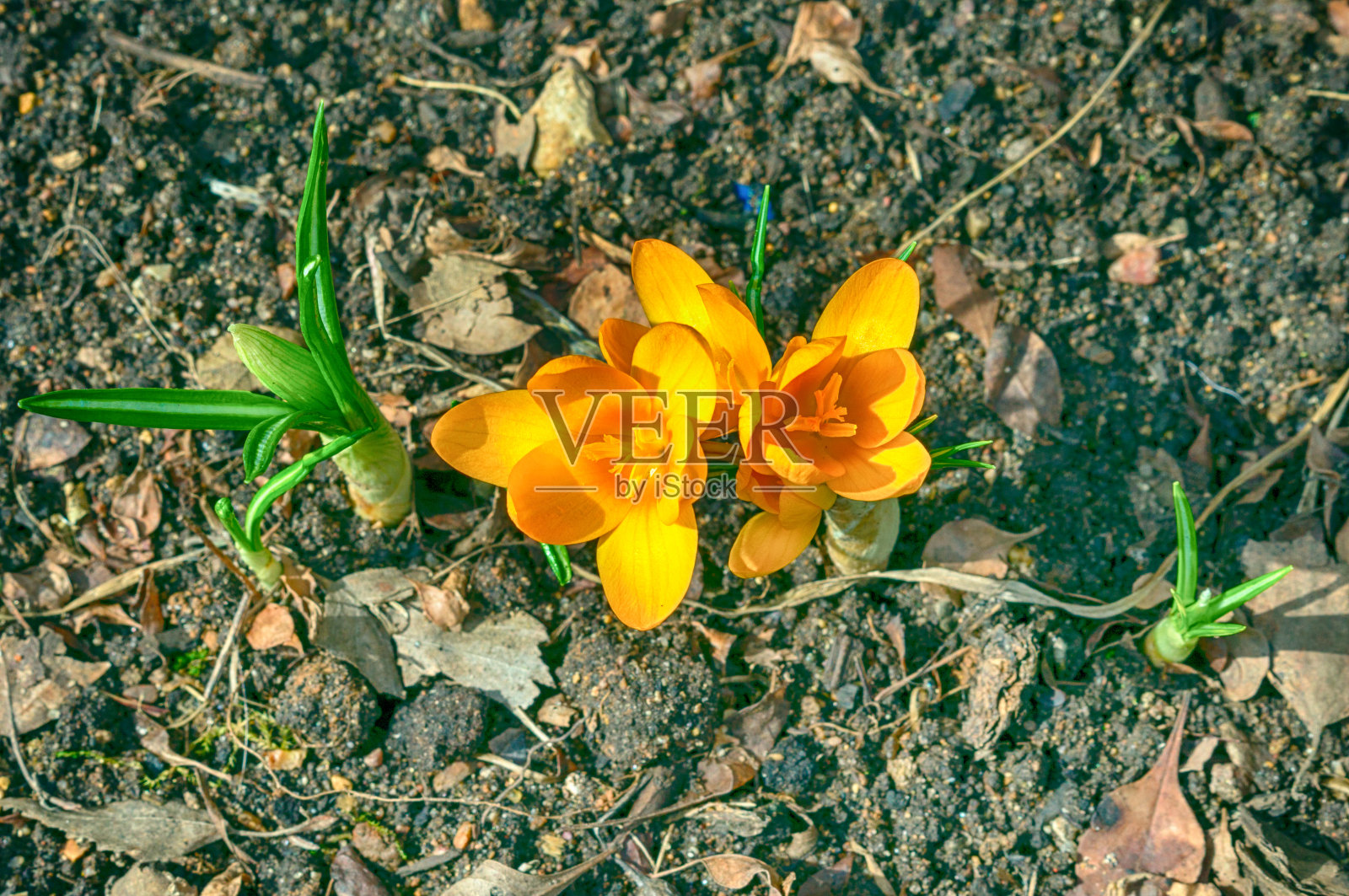 黄番红花在去年的叶子中生长照片摄影图片