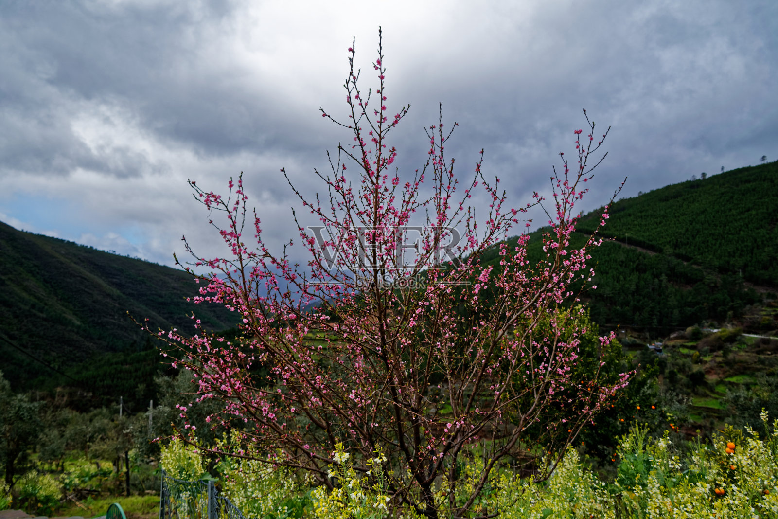 乡村景色中的樱桃树照片摄影图片