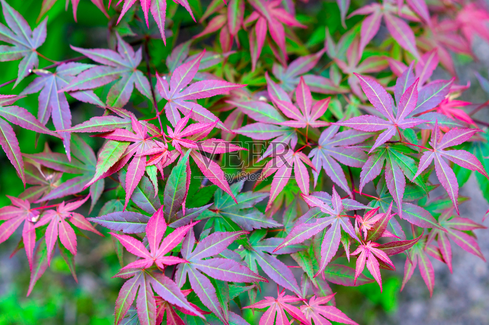 日本枫，日本槭。背景照片摄影图片