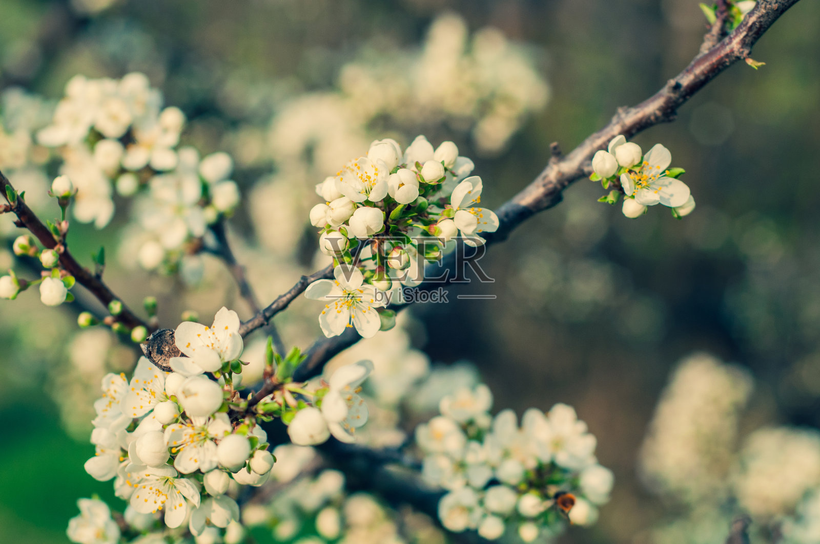开花的苹果树枝上的背景草和树叶近距离照片摄影图片