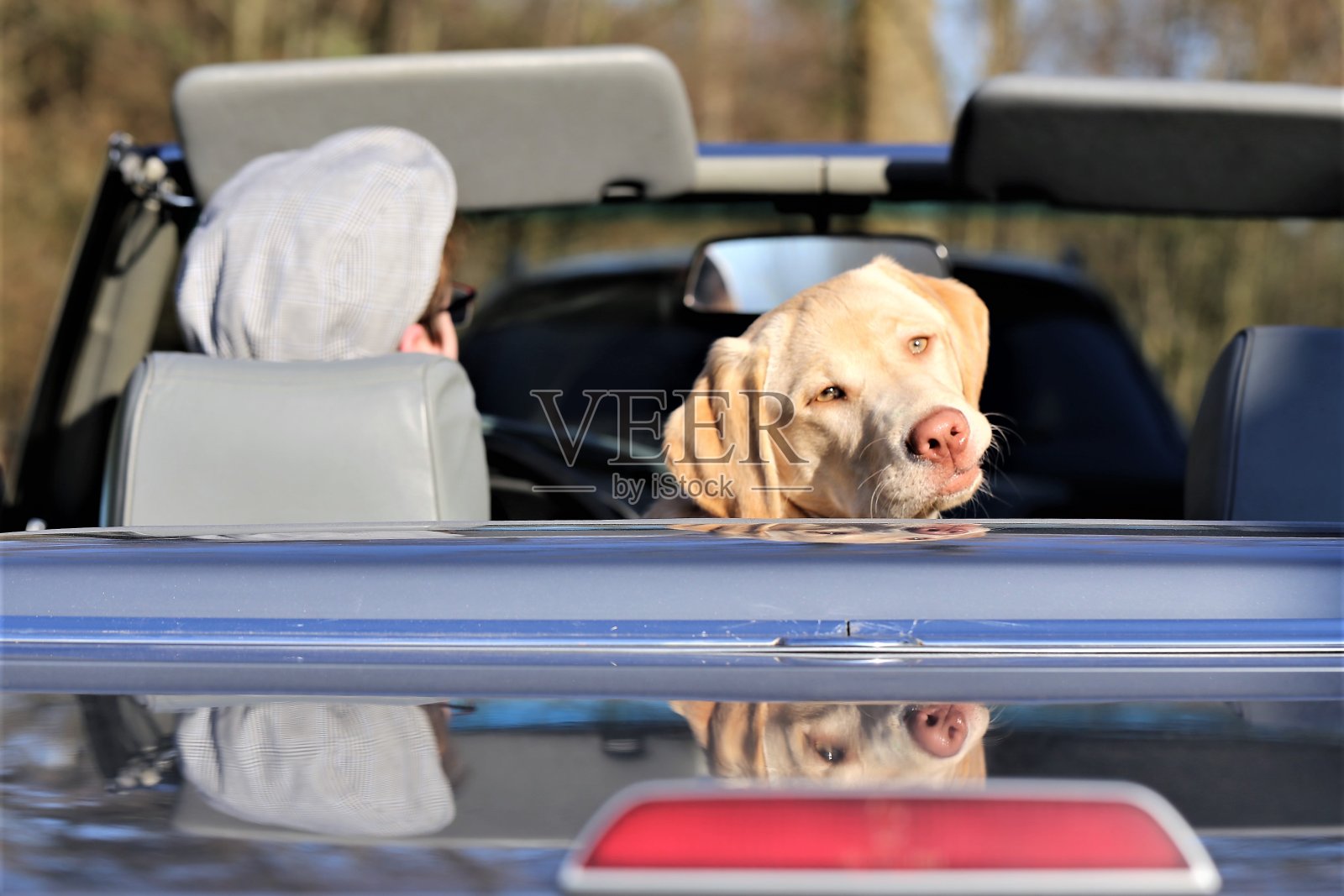 一只狗和一辆车的图像照片摄影图片
