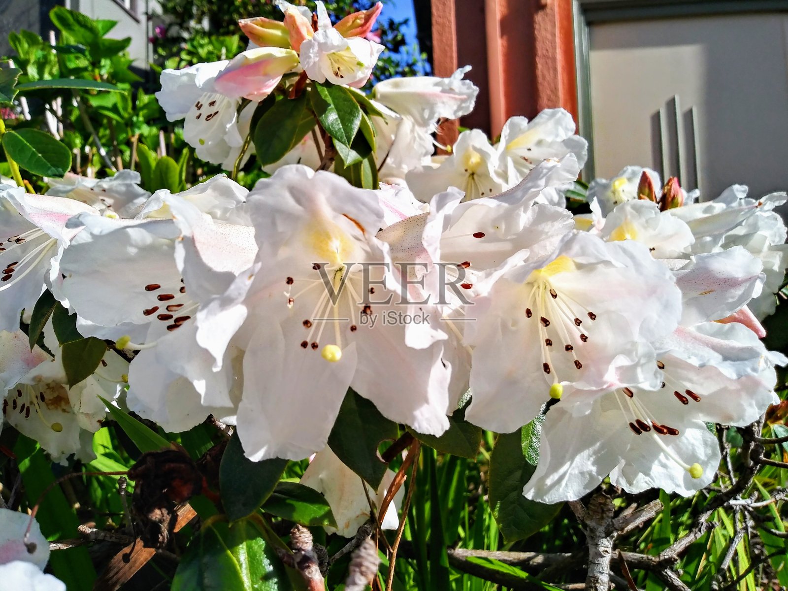 白色的粉红色的杜鹃花-美丽的春天在加利福尼亚的花照片摄影图片