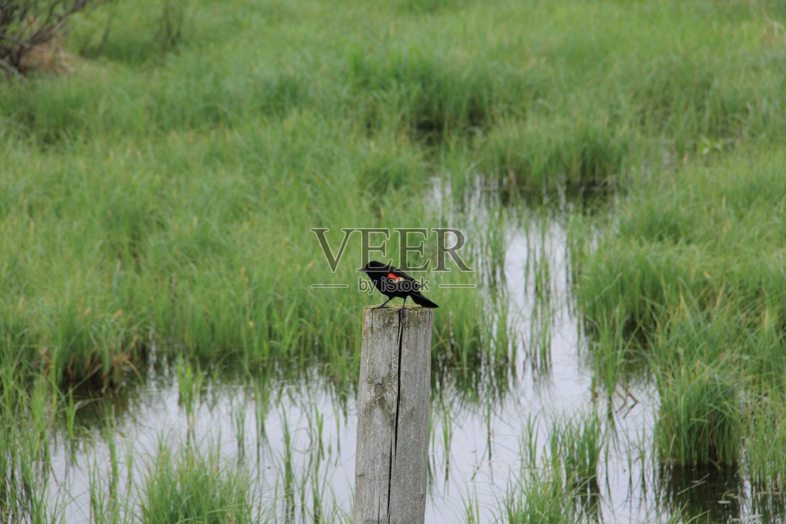 柱子上的红翼黑鸟照片摄影图片