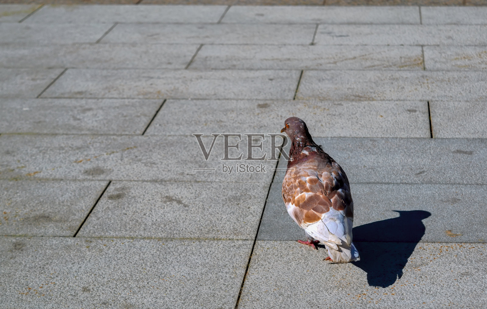 孤独的鸽子走在城市的人行道上照片摄影图片