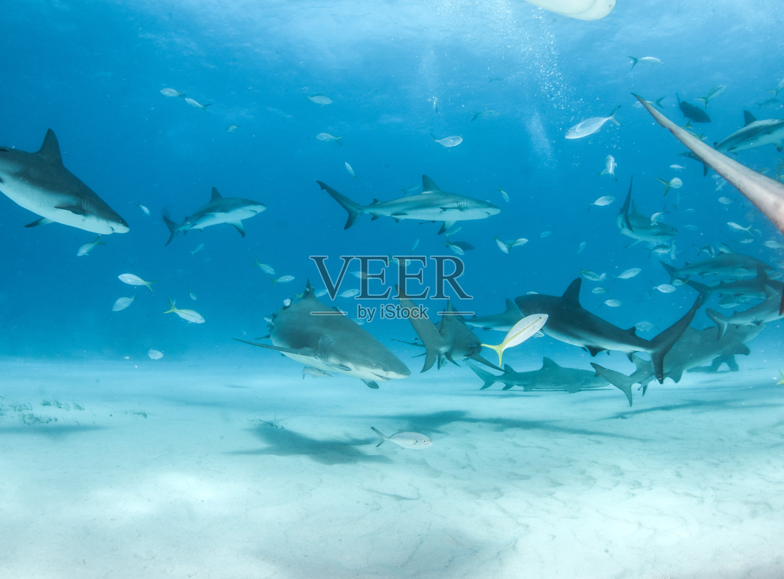 巴哈马群岛的加勒比礁鲨和柠檬鲨照片摄影图片