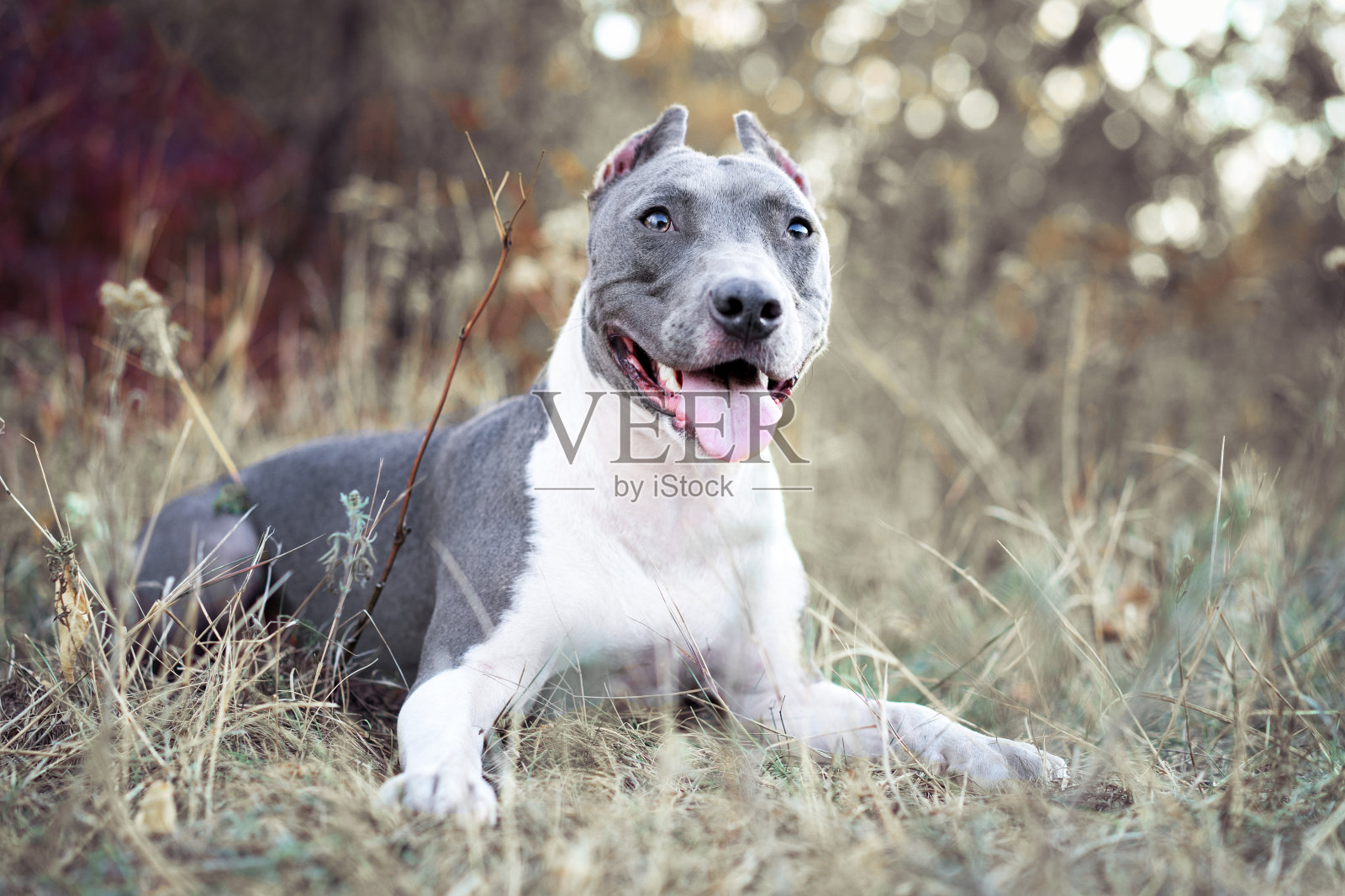 肖像美丽的狗蓝色美国斯塔福德郡梗比特犬小狗散步在秋天的森林照片摄影图片