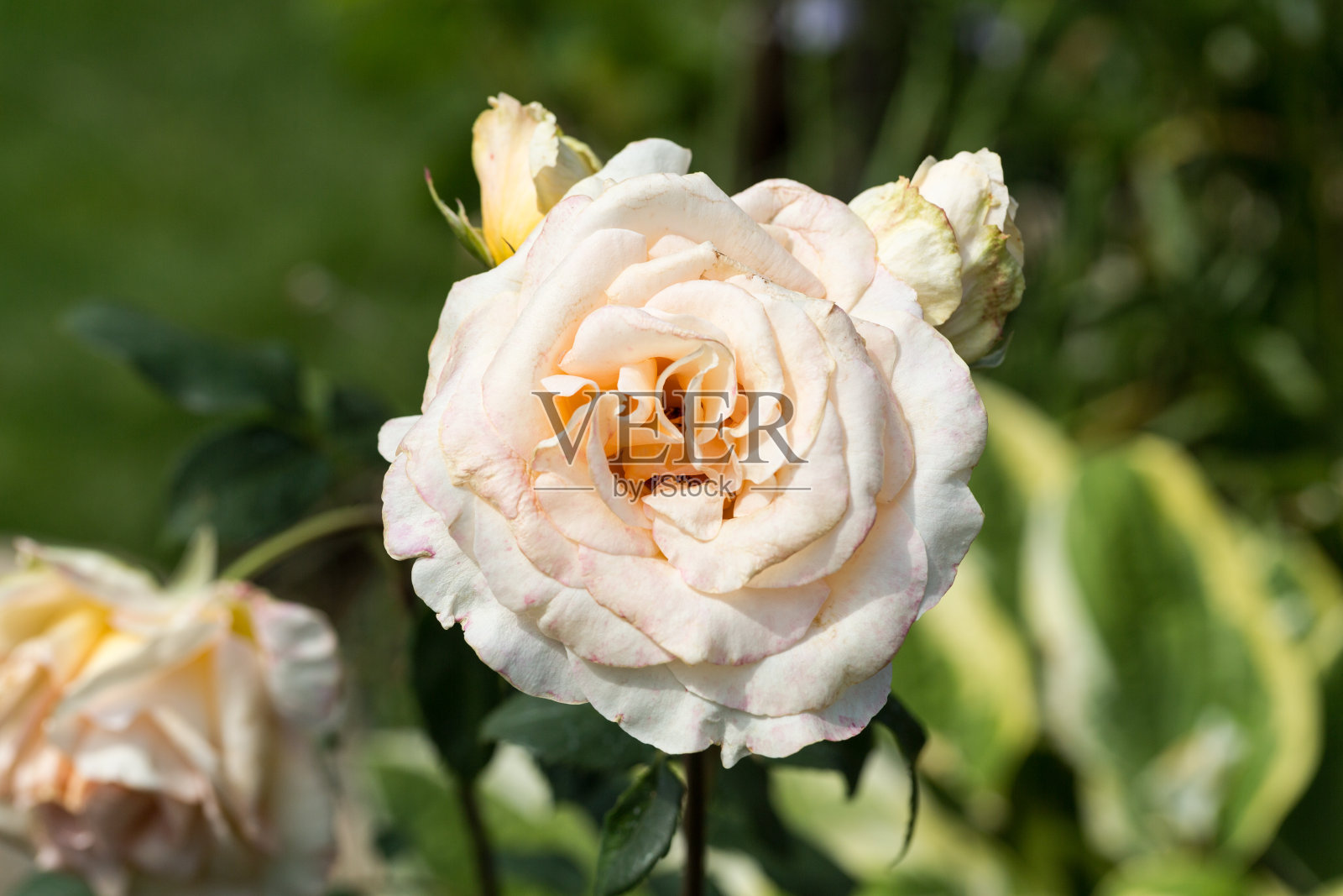 花园里枝上的白玫瑰照片摄影图片