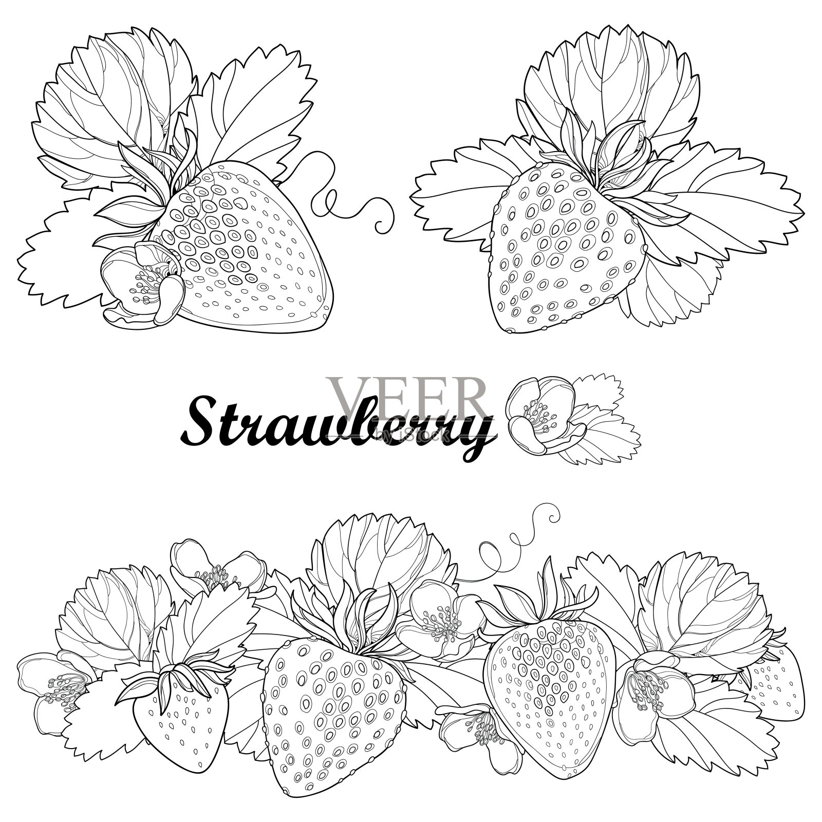 向量集与轮廓草莓，束，浆果，花和华丽的叶子在黑色孤立在白色的背景。插画图片素材