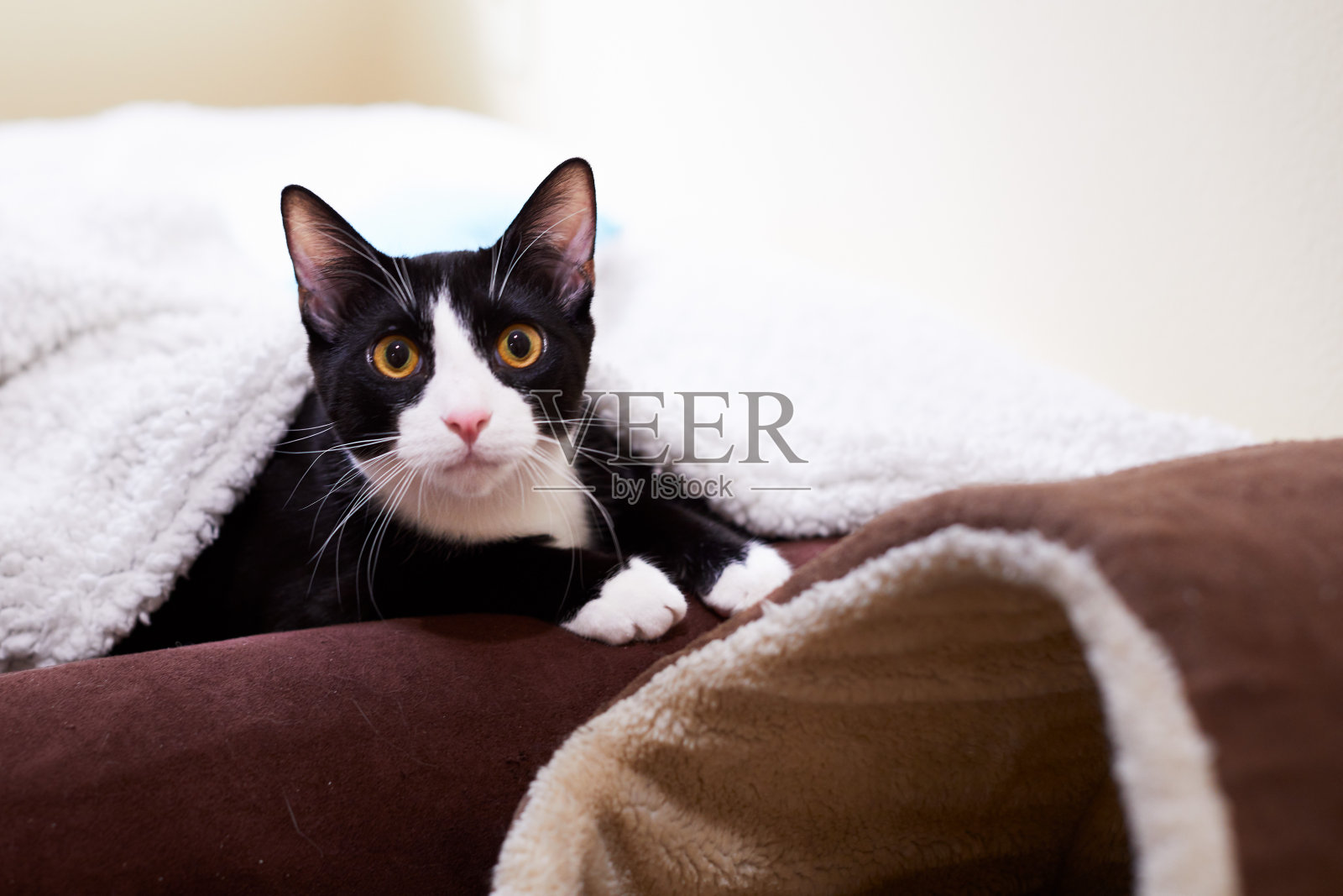 身着燕尾服的小猫躺在猫床上，毯子下面照片摄影图片