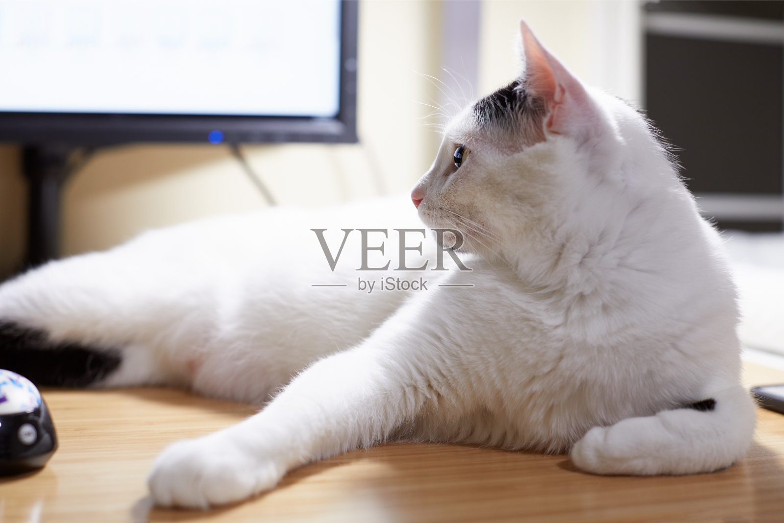 一只白猫正坐在电脑桌上照片摄影图片