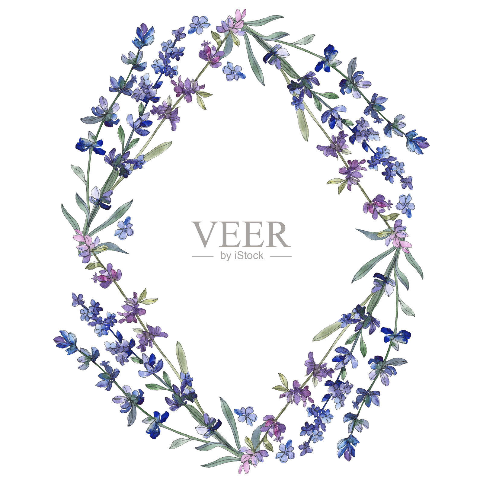 紫色的薰衣草。花卉植物的花。水彩背景插图集。边框装饰方形。插画图片素材