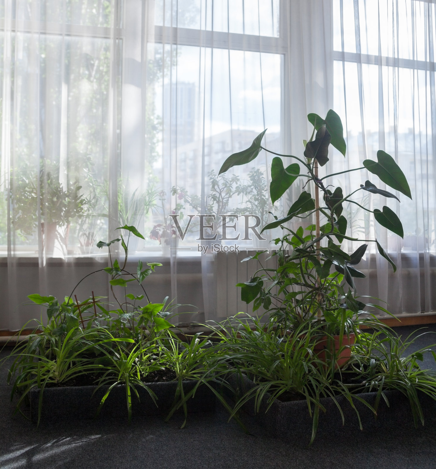 客厅的花盆里种着绿色植物。照片摄影图片