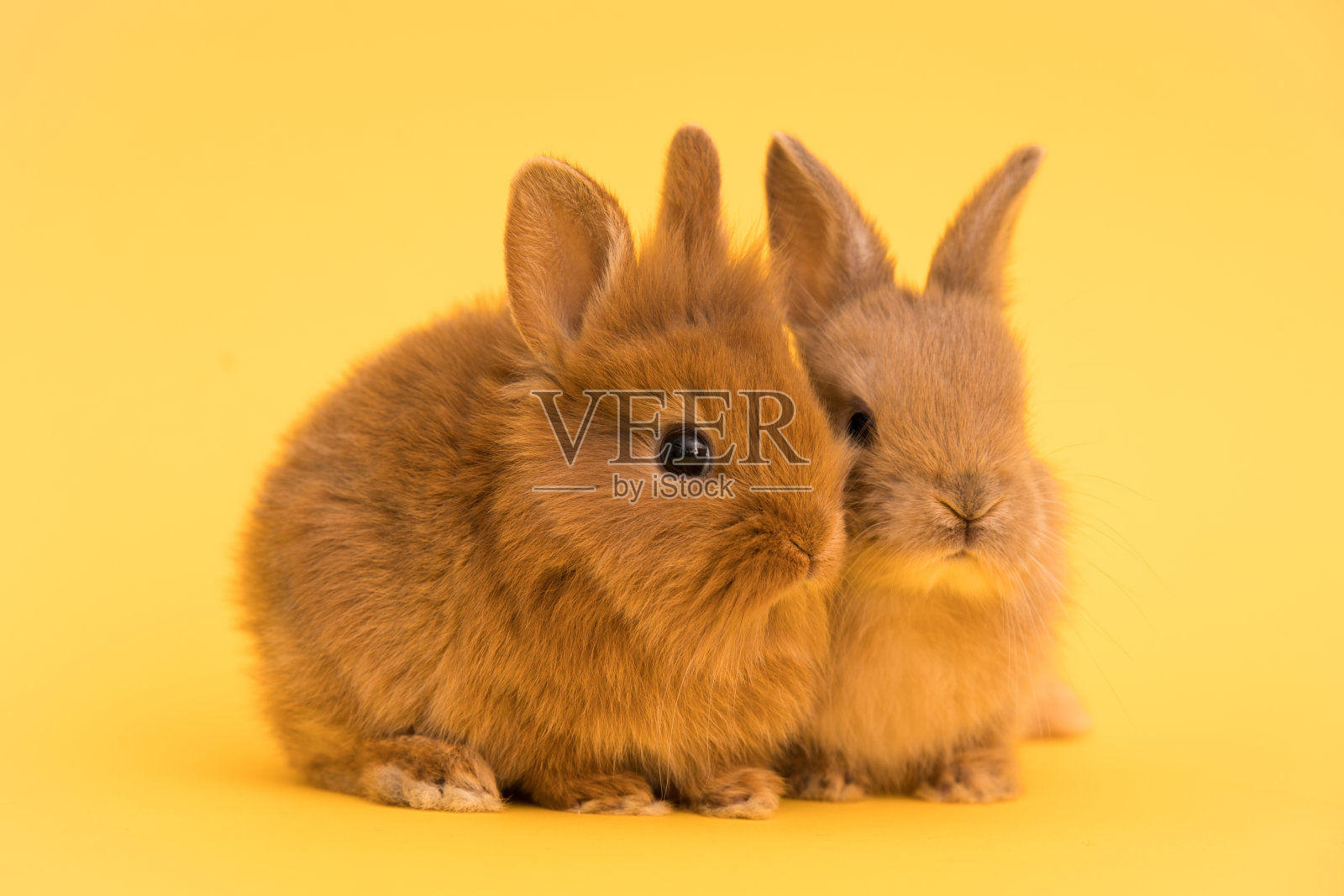 兔子有趣的兔子照片摄影图片