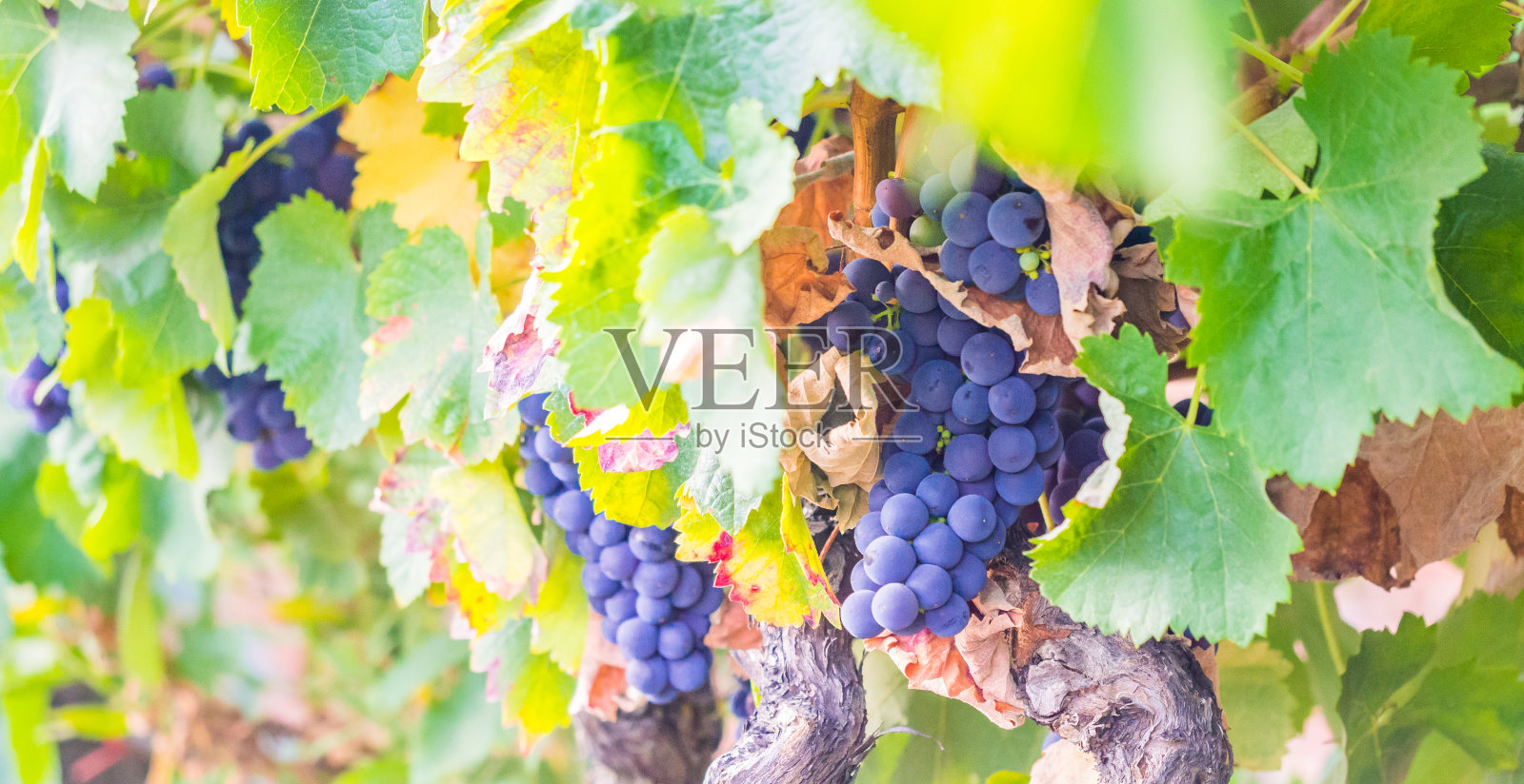 葡萄牙塞图巴尔的一串串红葡萄。照片摄影图片