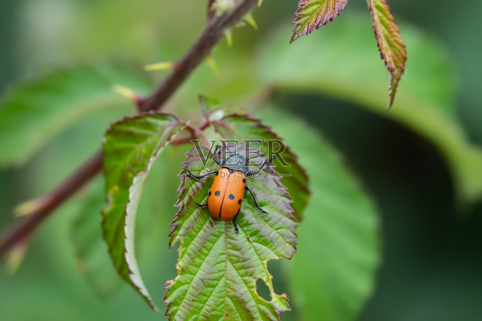 春天叶子上的橙色和黑色叶甲虫照片摄影图片