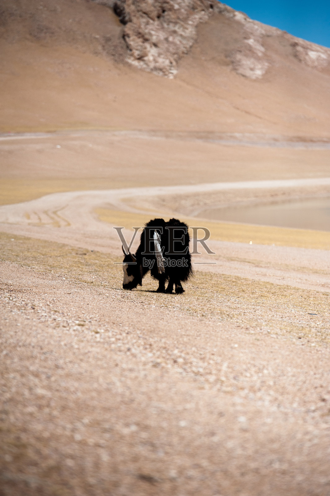 中国西藏的野牦牛照片摄影图片