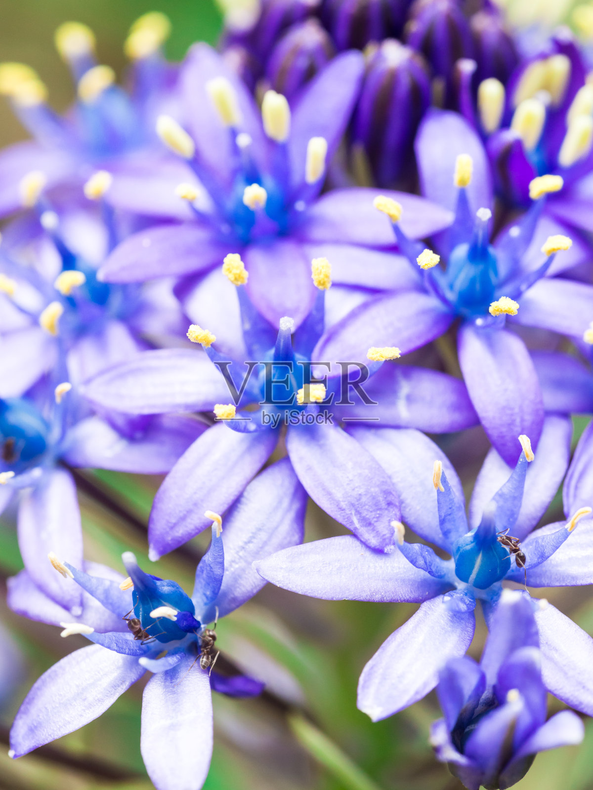 近距离拍摄的蓝色野花生长在葡萄牙的草地上照片摄影图片