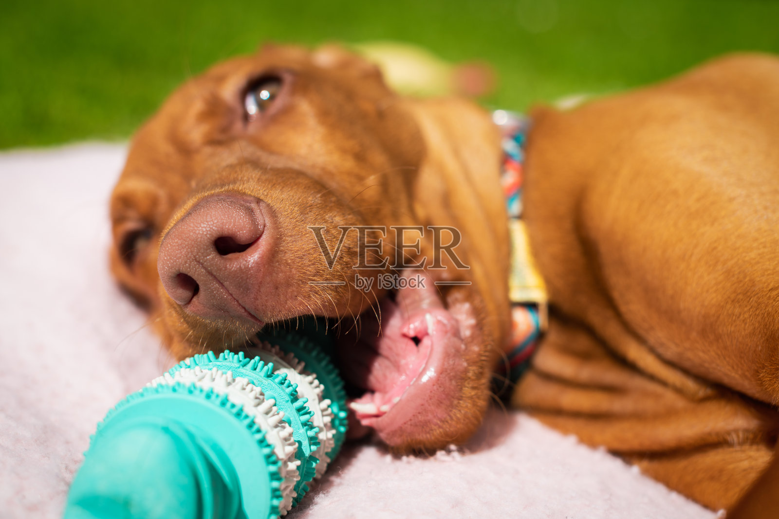 可爱的vizsla小狗玩牙齿清洁狗嚼玩具。去除牙菌斑，健康狗牙的概念。口腔卫生。照片摄影图片