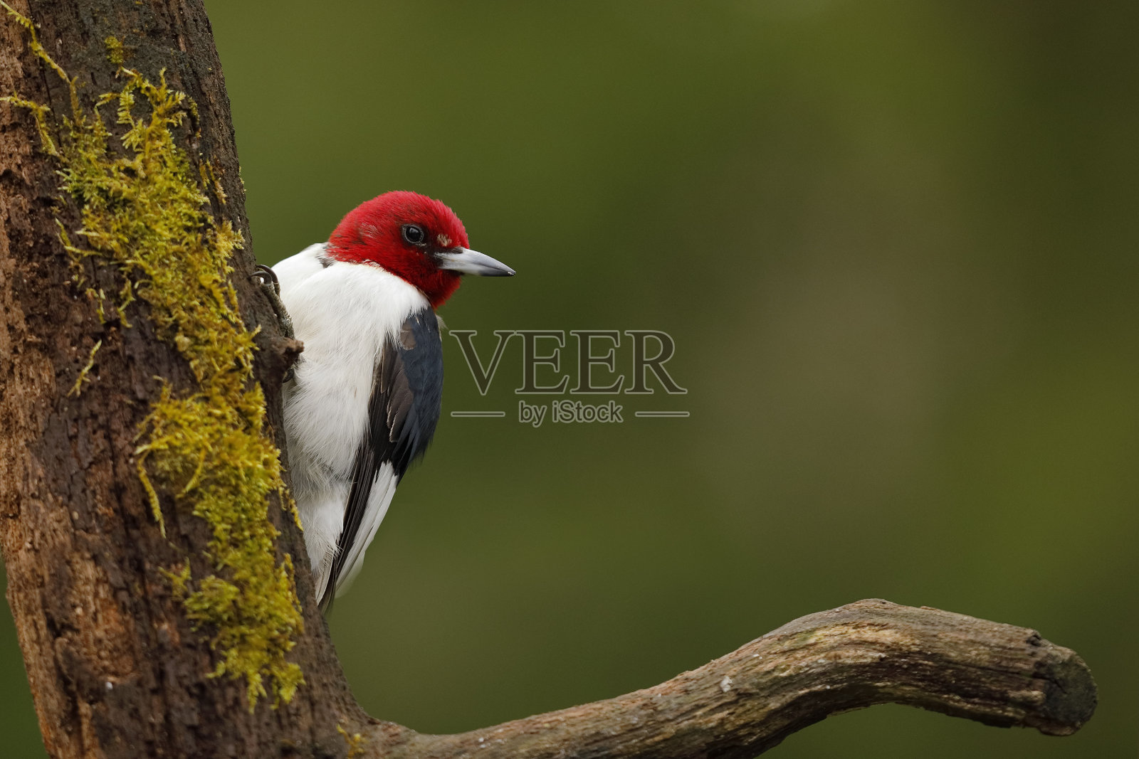 红头啄木鸟照片摄影图片