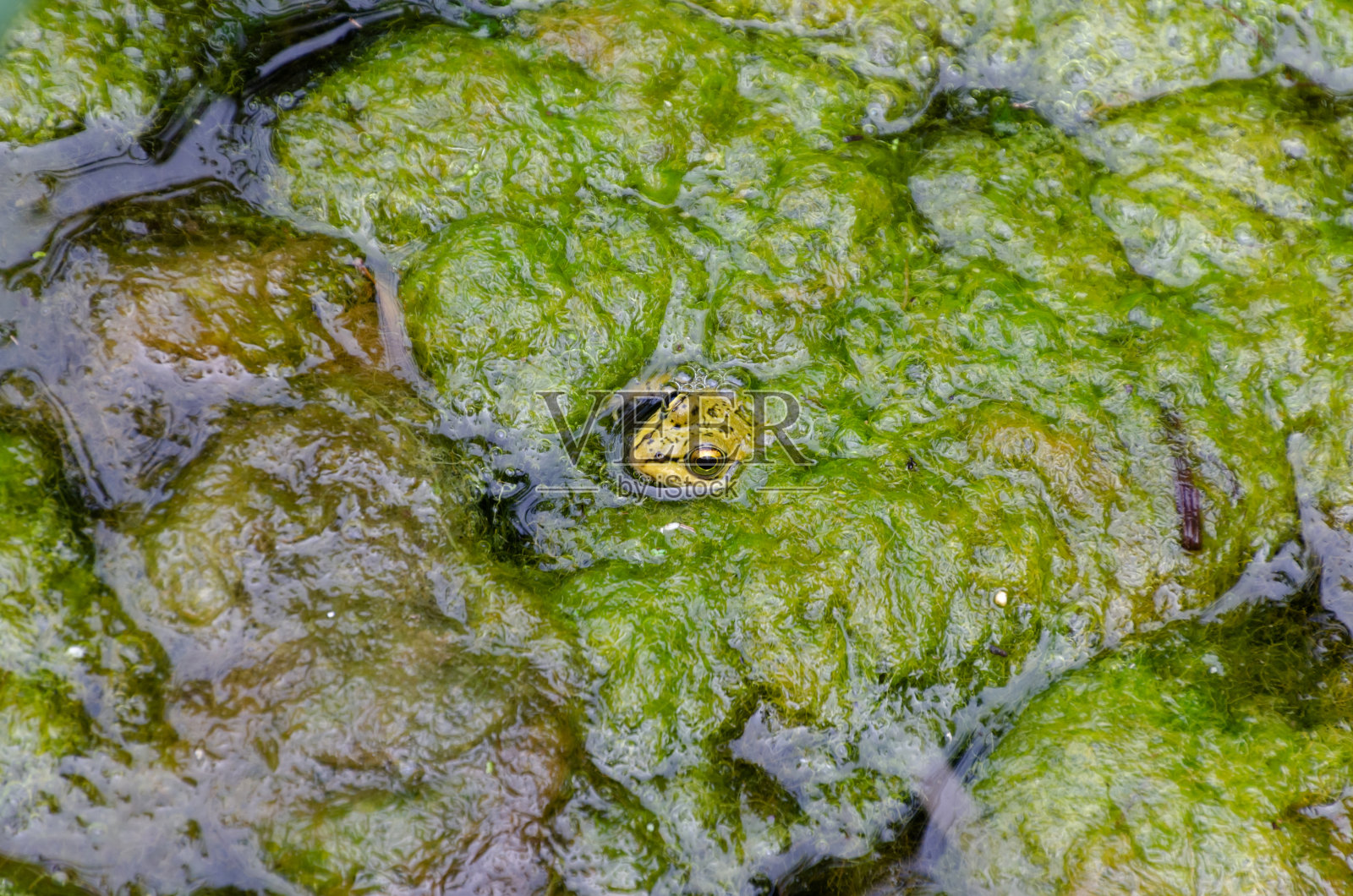 一只青蛙的头藏在池塘里照片摄影图片