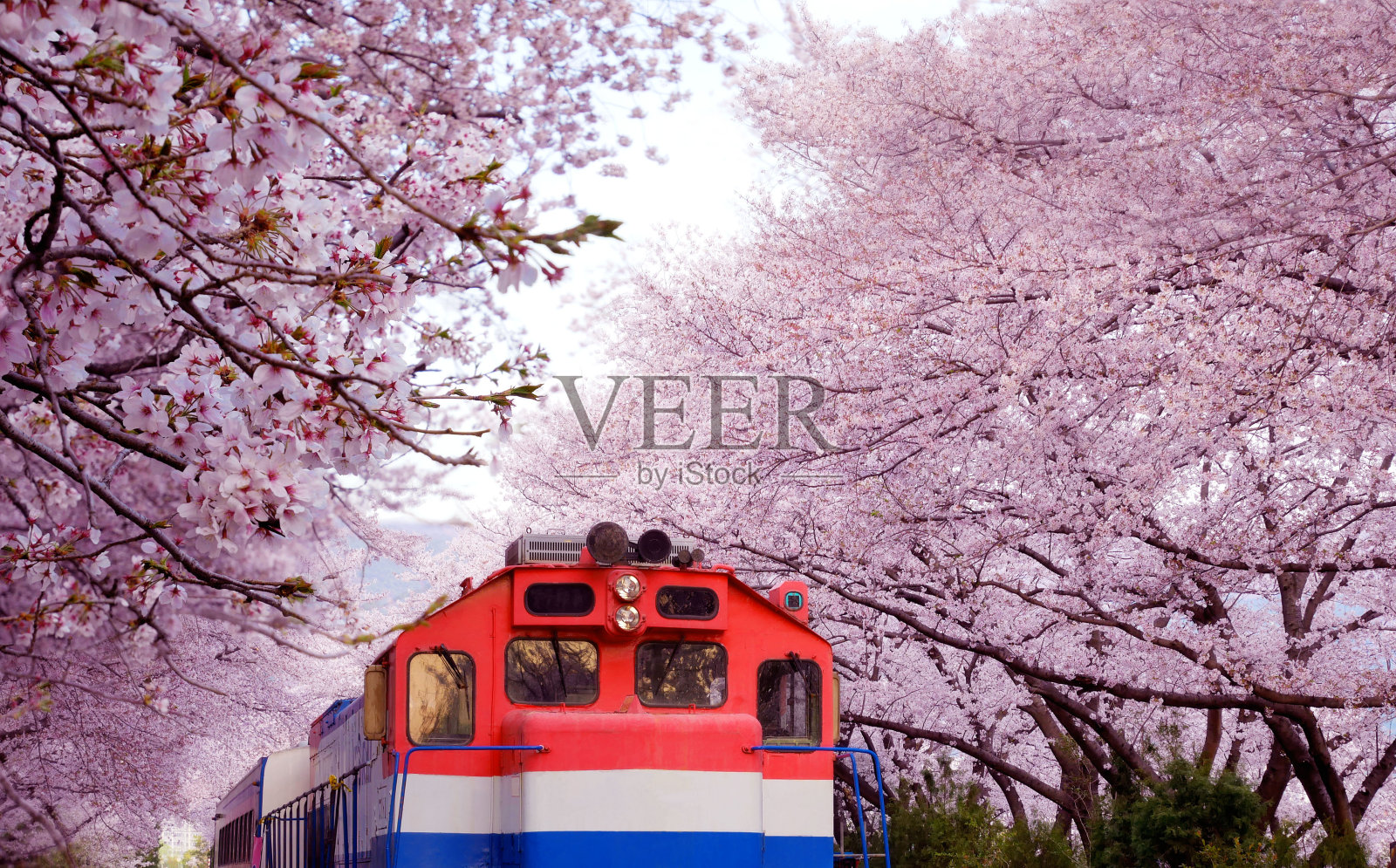 庆华火车站的樱花节。照片摄影图片