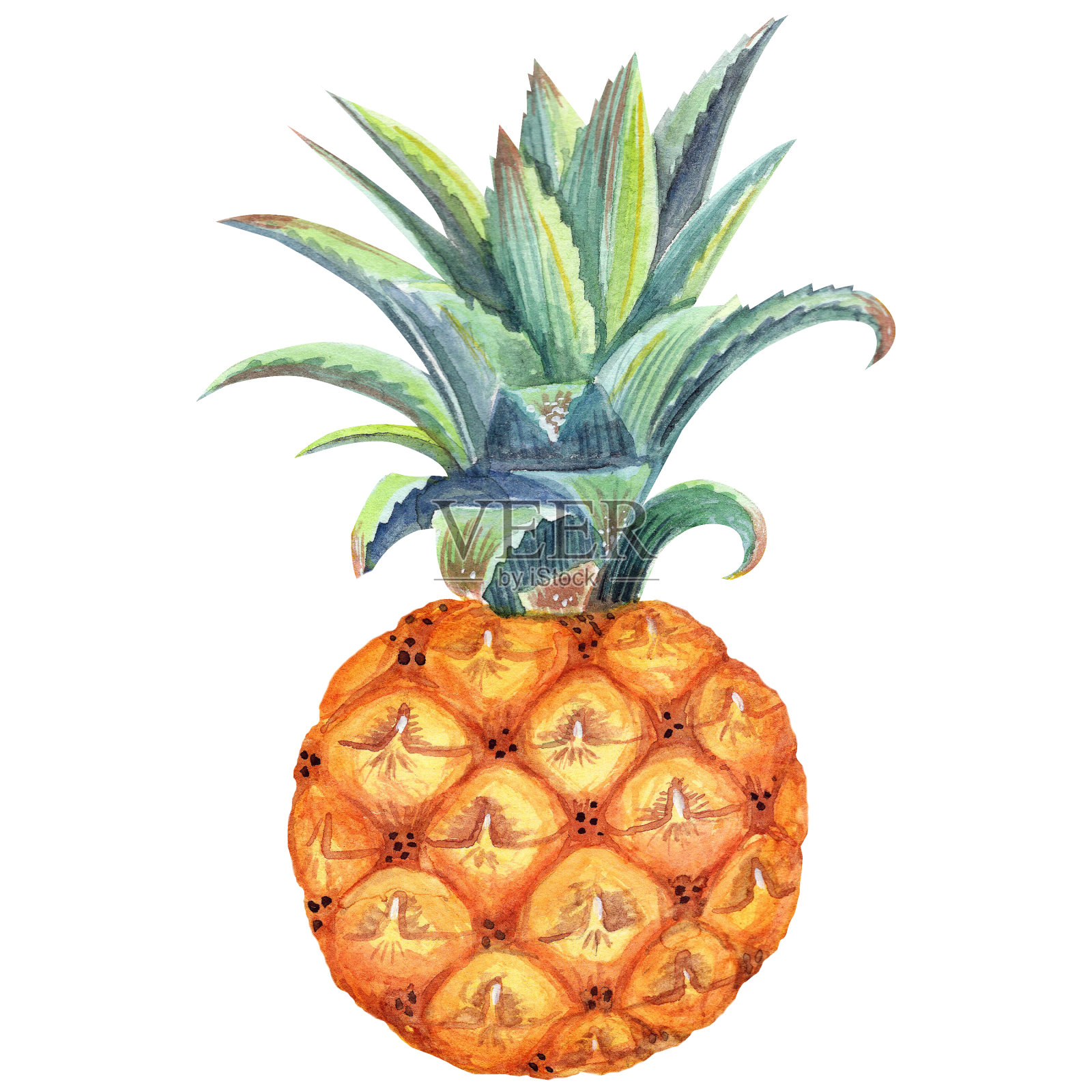 婴儿菠萝插画图片素材