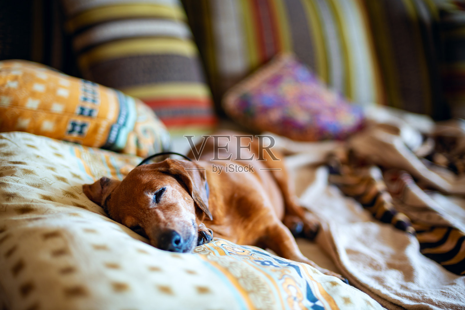 有趣的小狗，那只腊肠犬正在沙发上甜蜜地睡觉照片摄影图片