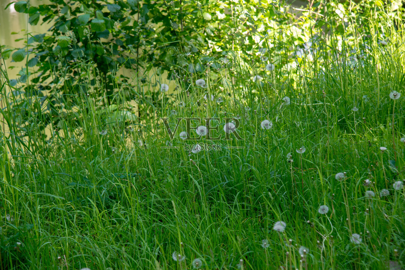 绿色田野上的空气蒲公英。春天的背景。照片摄影图片