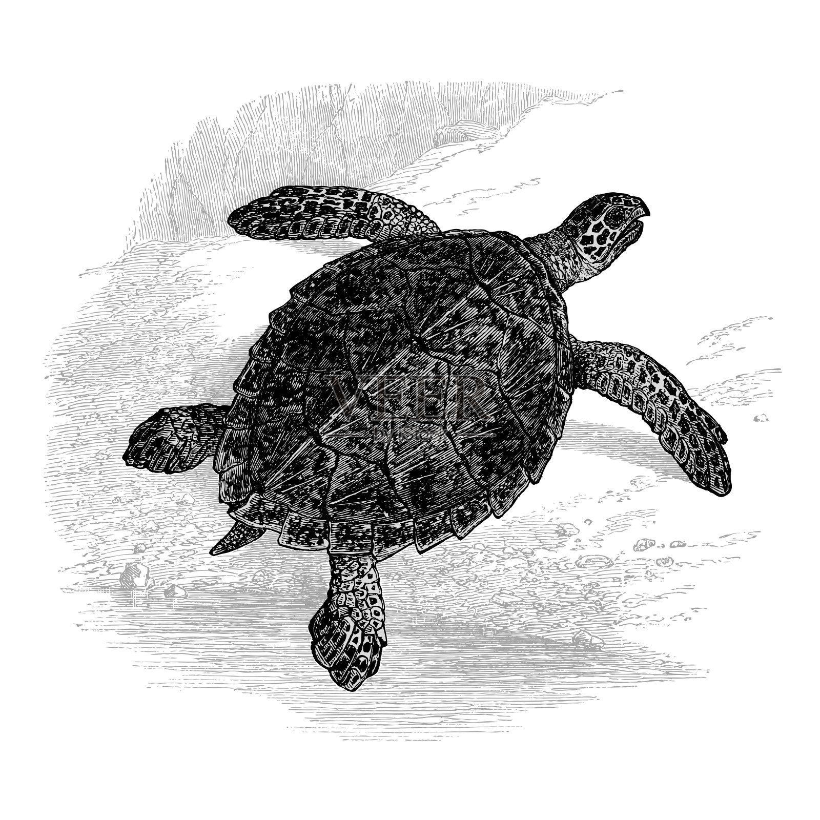 海龟是法国古董自然史插图设计元素图片