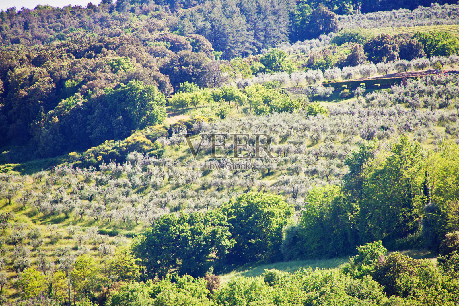 意大利托斯卡纳圣吉米尼亚诺的橄榄林农场照片摄影图片