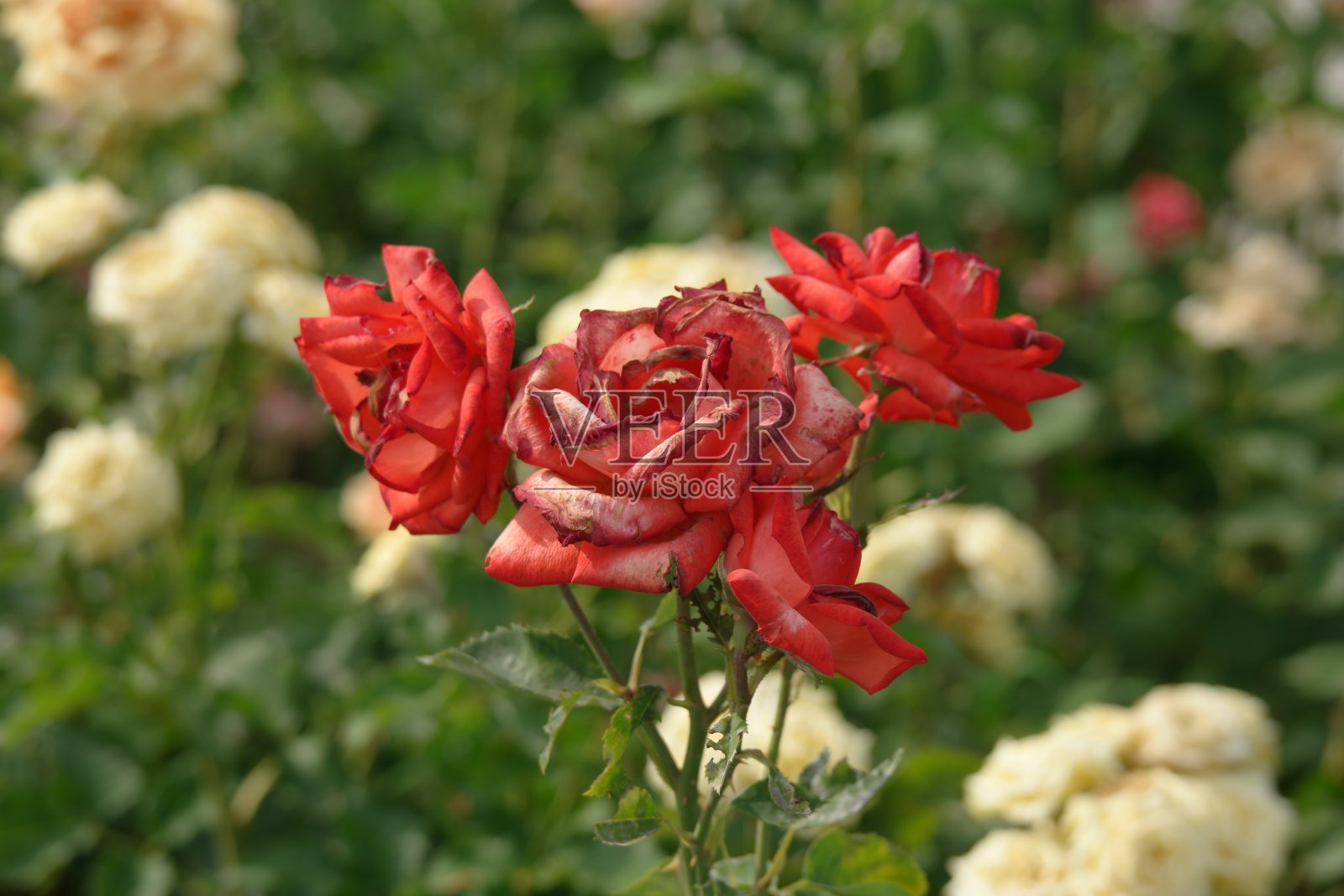 花园里一束凋谢的红玫瑰照片摄影图片