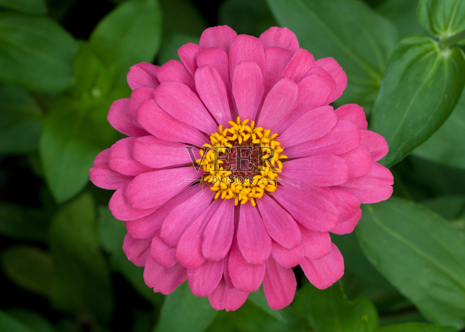 粉红色雏菊花照片摄影图片