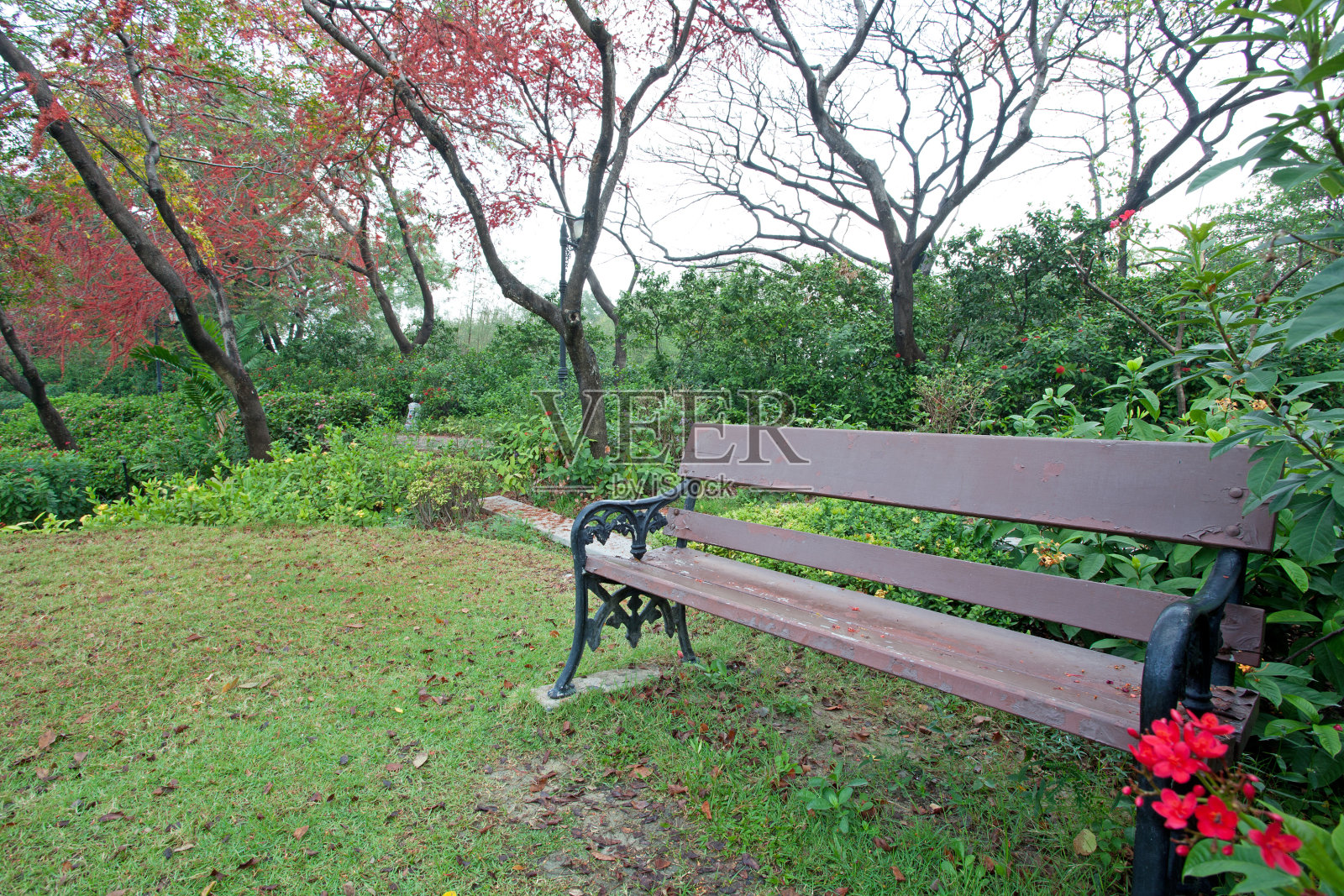 公园长椅上有红花树照片摄影图片