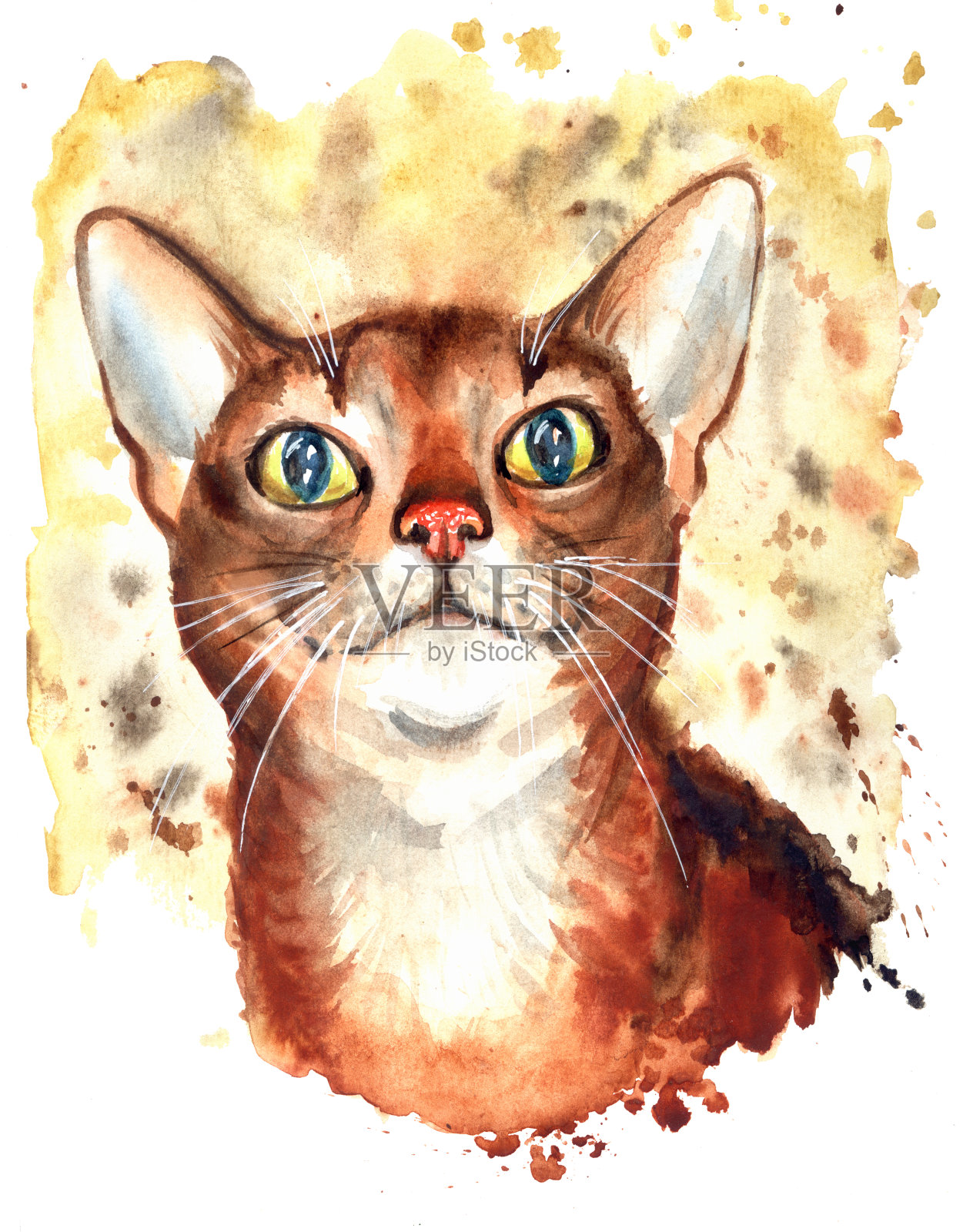 阿比西尼亚猫、水彩插画图片素材