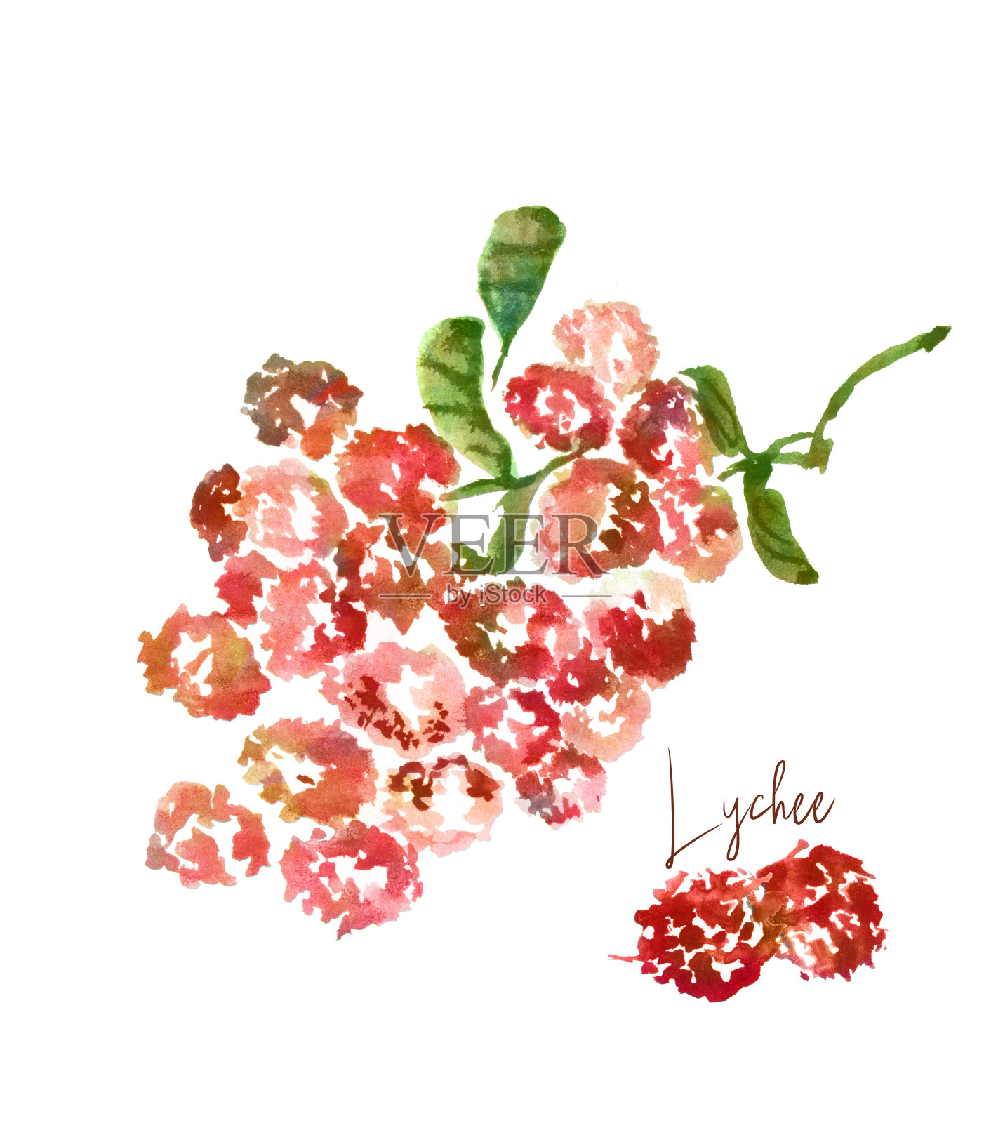彩色插图的成熟荔枝枝孤立在白色的背景插画图片素材