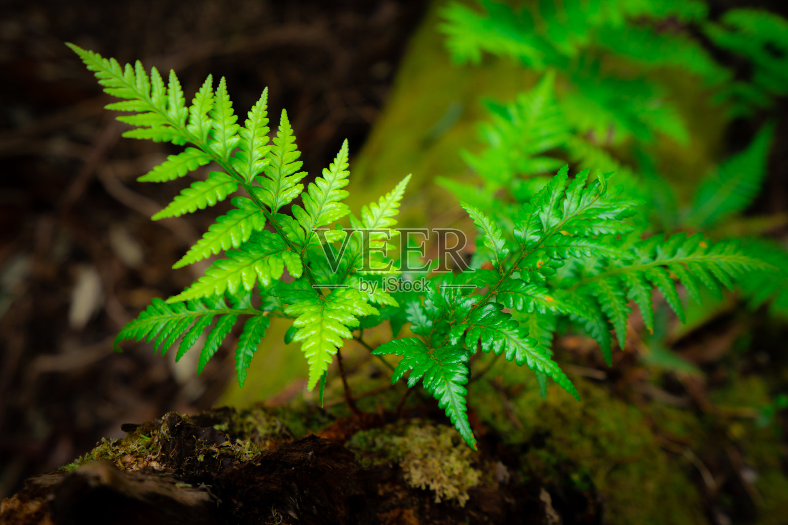 澳大利亚塔斯马尼亚热带雨林中的野生蕨类植物。自然特写背景。照片摄影图片