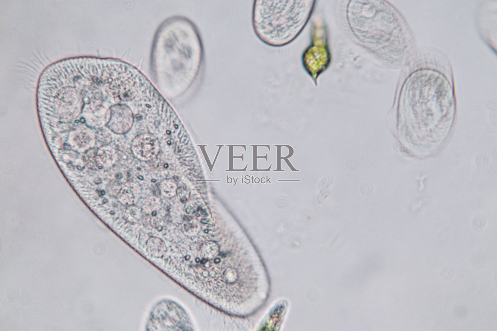 尾草履虫是显微镜下的单细胞纤毛原生动物和细菌属。照片摄影图片