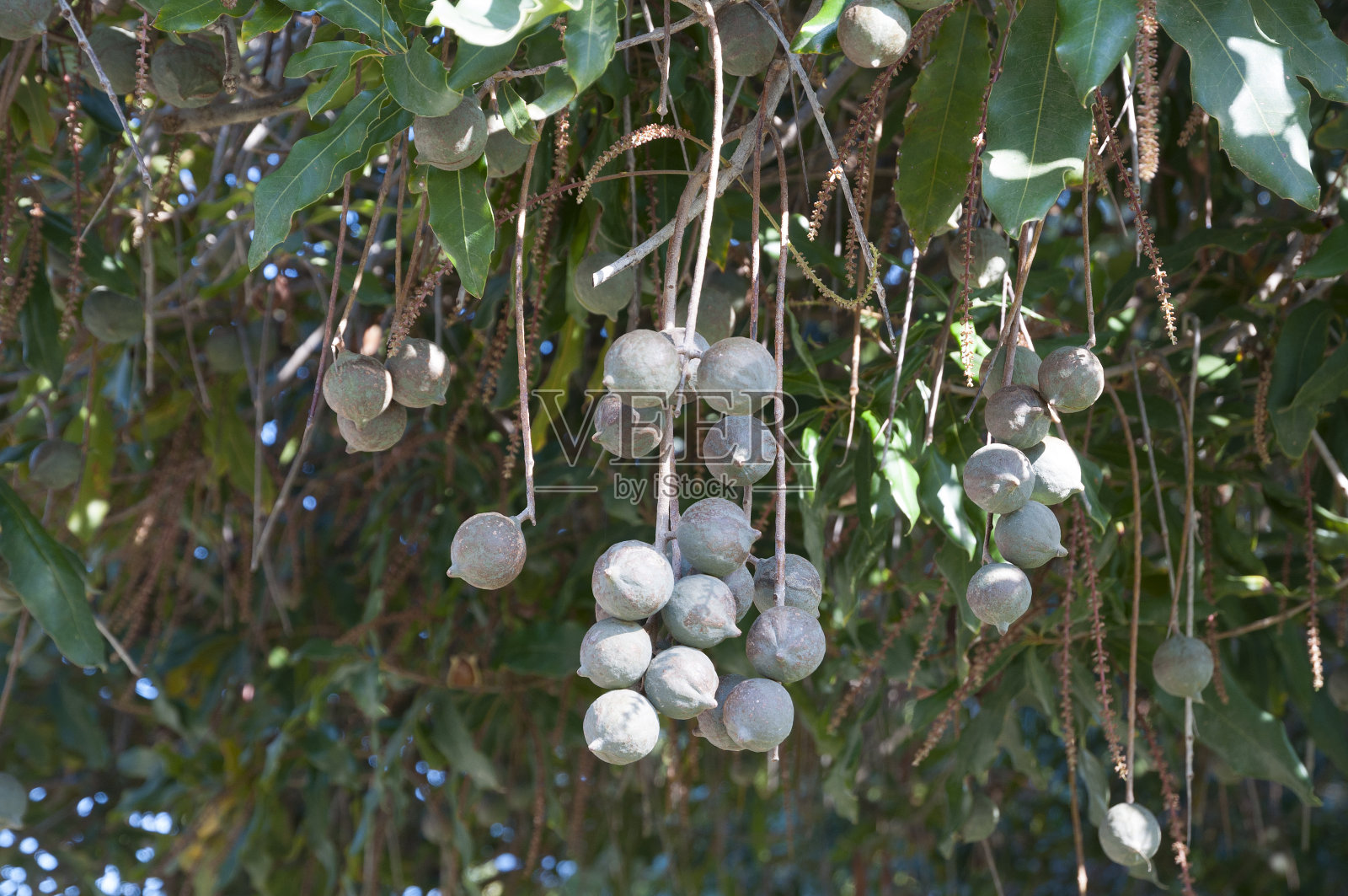 澳洲坚果种植园照片摄影图片