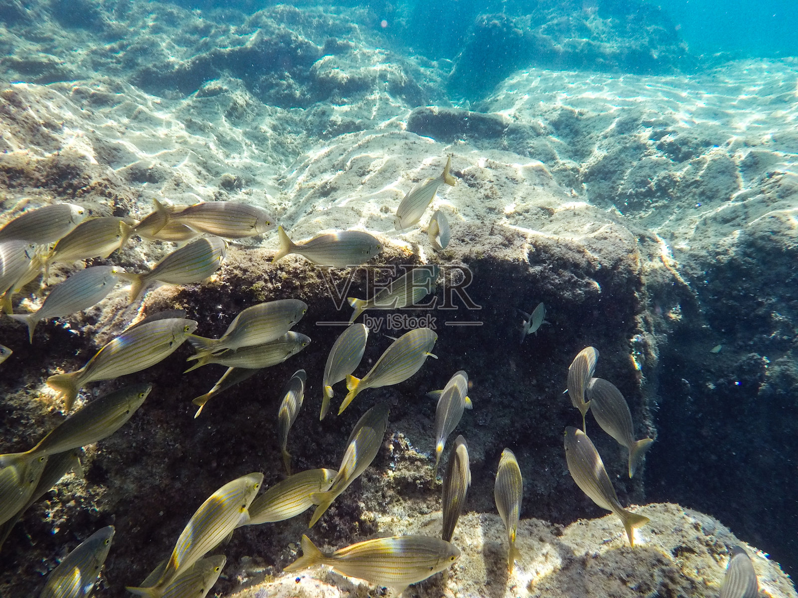 一群海鱼在岩石附近的水下游泳照片摄影图片