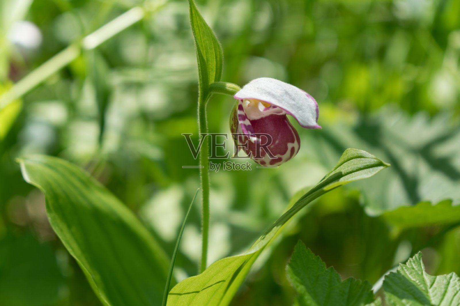 珍稀野生兰花种小兰鞋花(杓兰)的背景为新绿。照片摄影图片