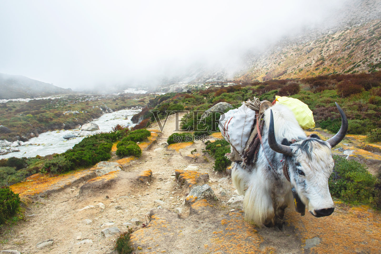 牦牛与徒步者的东西行走在珠峰大本营西藏山与雾覆盖冰川景观。照片摄影图片