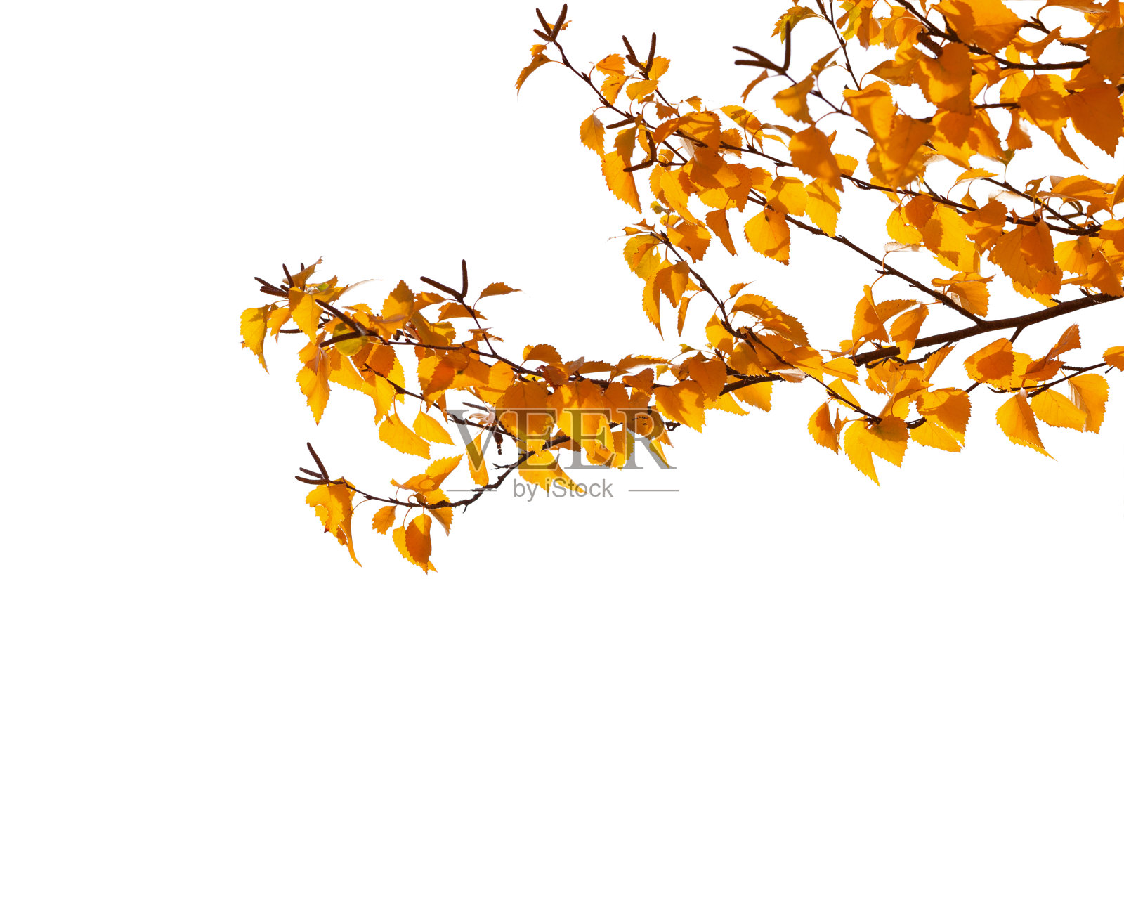 白桦的枝与橙色秋天的叶子孤立在白色的背景上。照片摄影图片