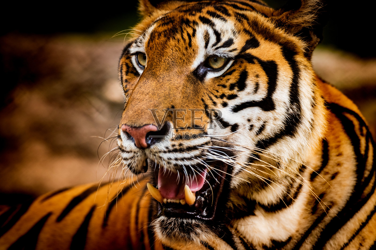 热带森林中的亚洲虎照片摄影图片