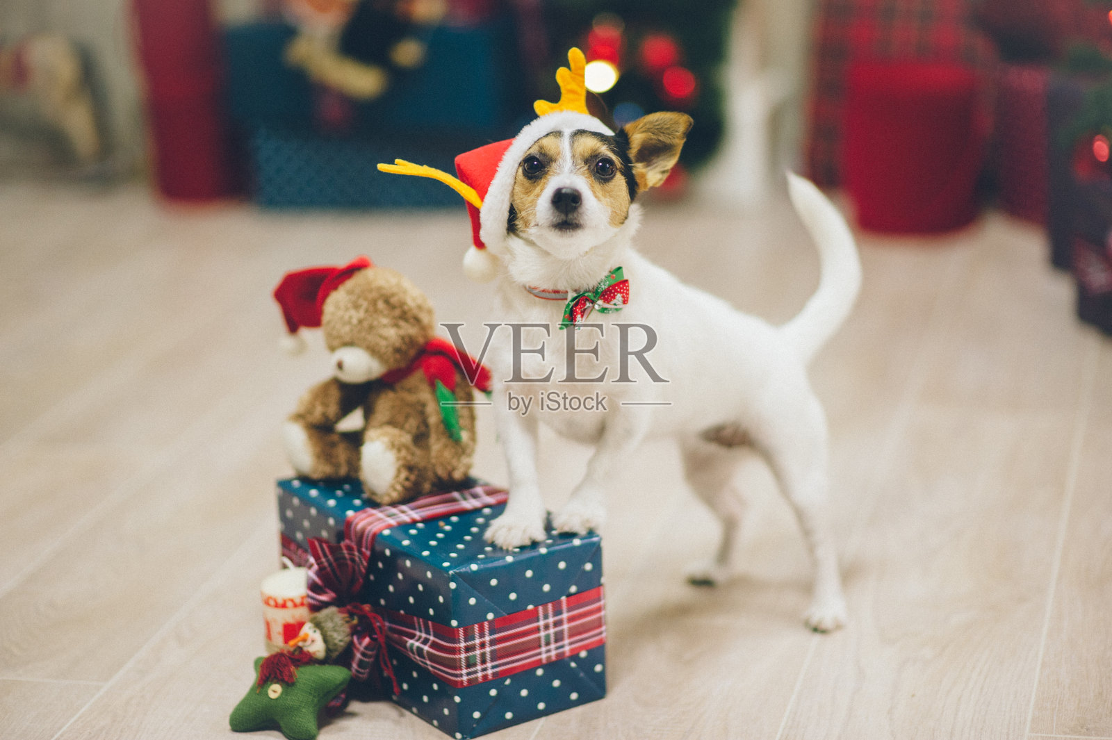 有趣的活跃的杰克罗素梗宠物动物在圣诞帽与爪子站在圣诞礼物盒与泰迪熊在节日的圣诞夜照片摄影图片
