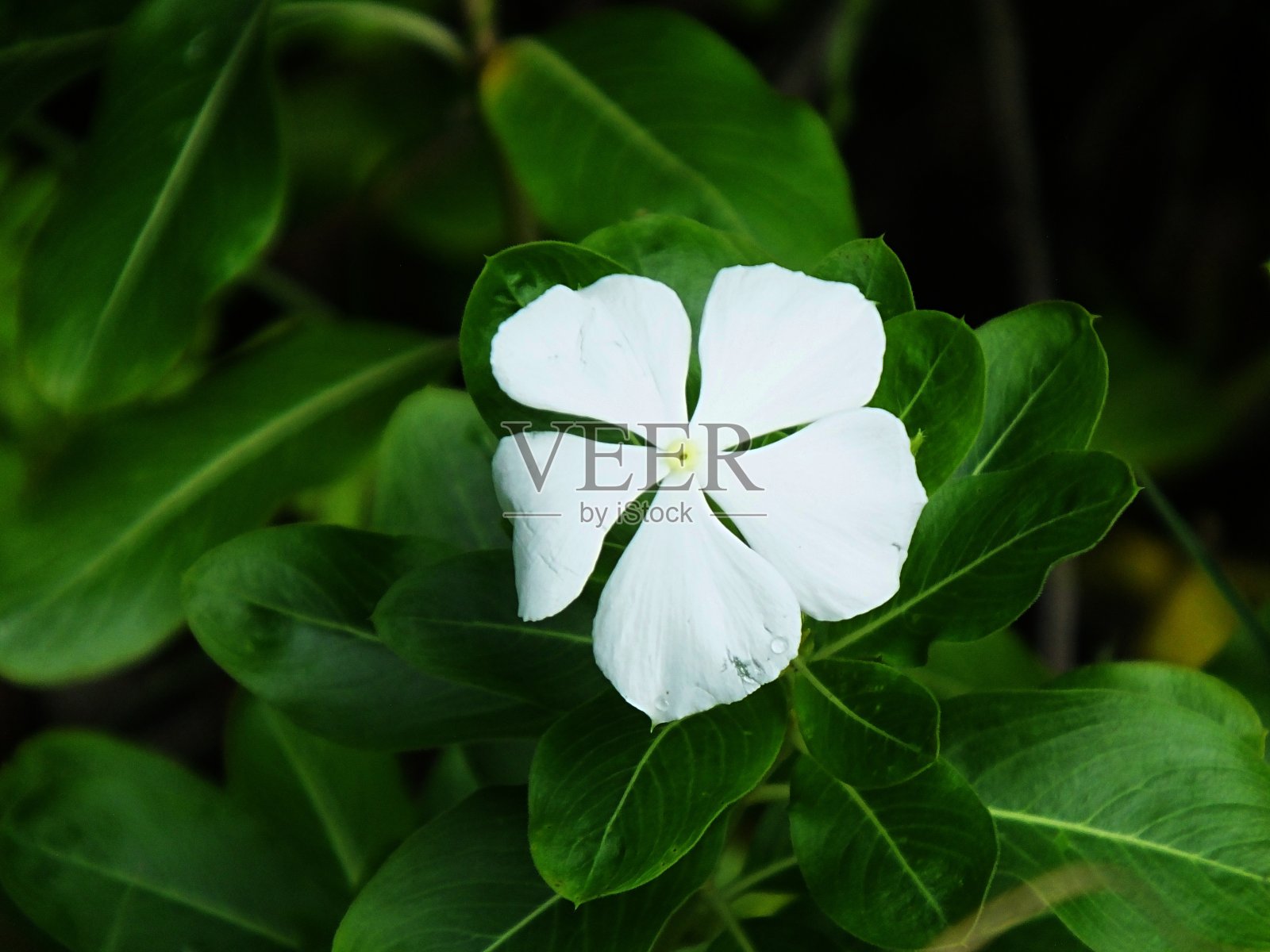 佛罗里达马达加斯加长春花(Catharanthus roseus)白花-特写照片摄影图片