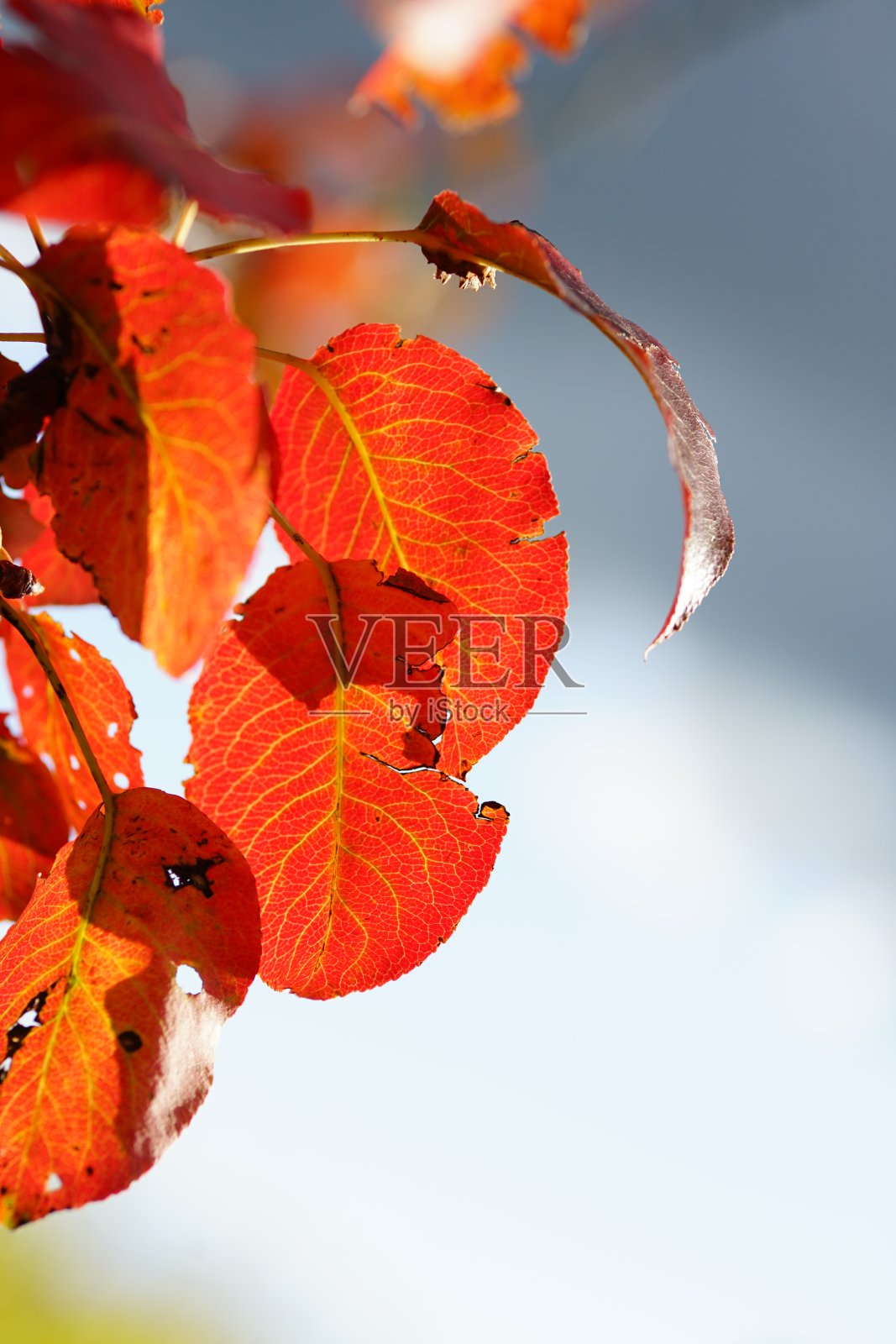 阳光下叶子上的秋色照片摄影图片
