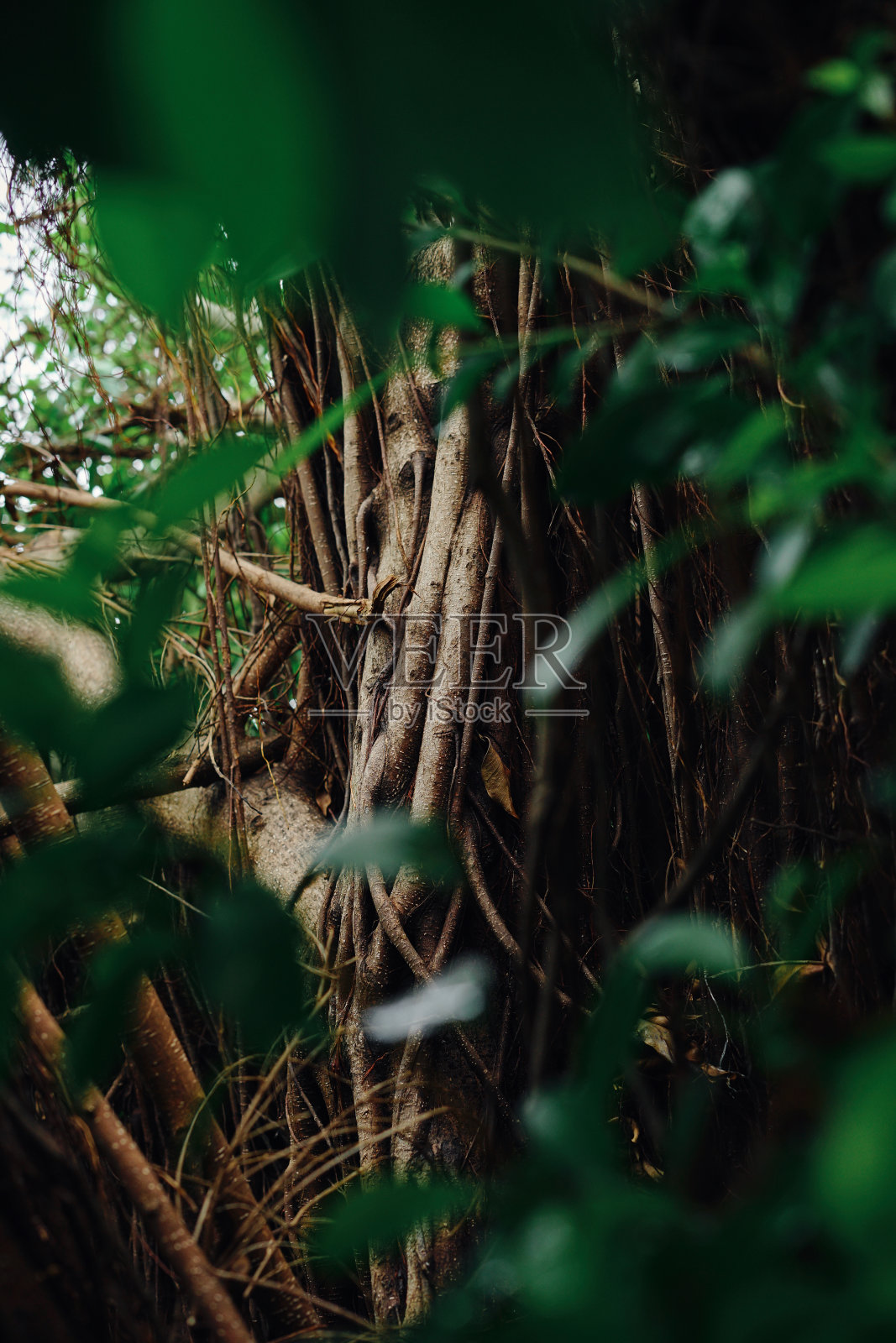 在苏门答腊岛热带雨林深处的一棵大树上的热带绿叶照片摄影图片