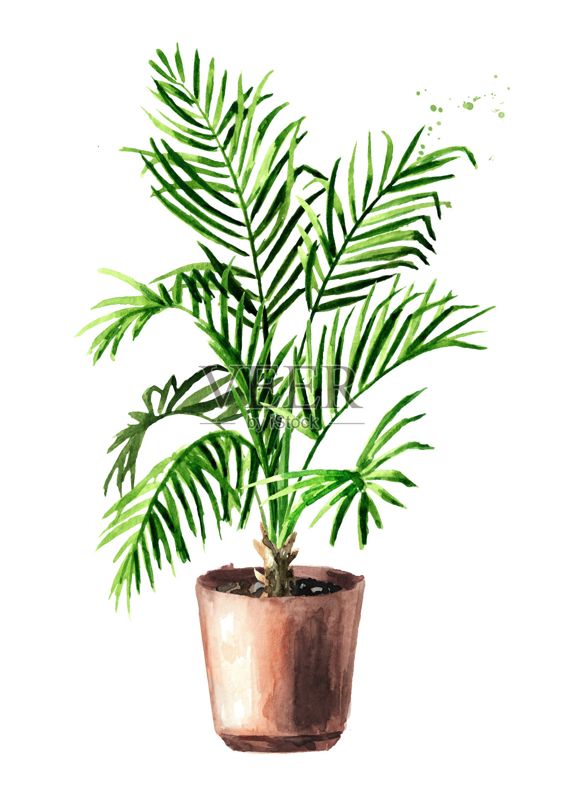热带植物树在花盆，室内，房子，家植物。水彩手绘插图孤立的白色背景设计元素图片