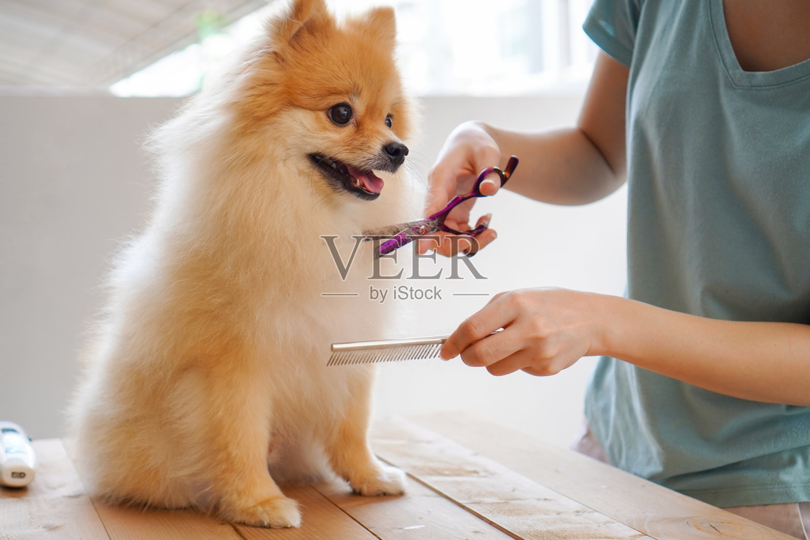 女美容师理发的博美犬在户外的桌子上。最后用剪刀剪狗毛的过程。沙龙的狗。照片摄影图片
